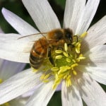 Honey bee on anemone in spring