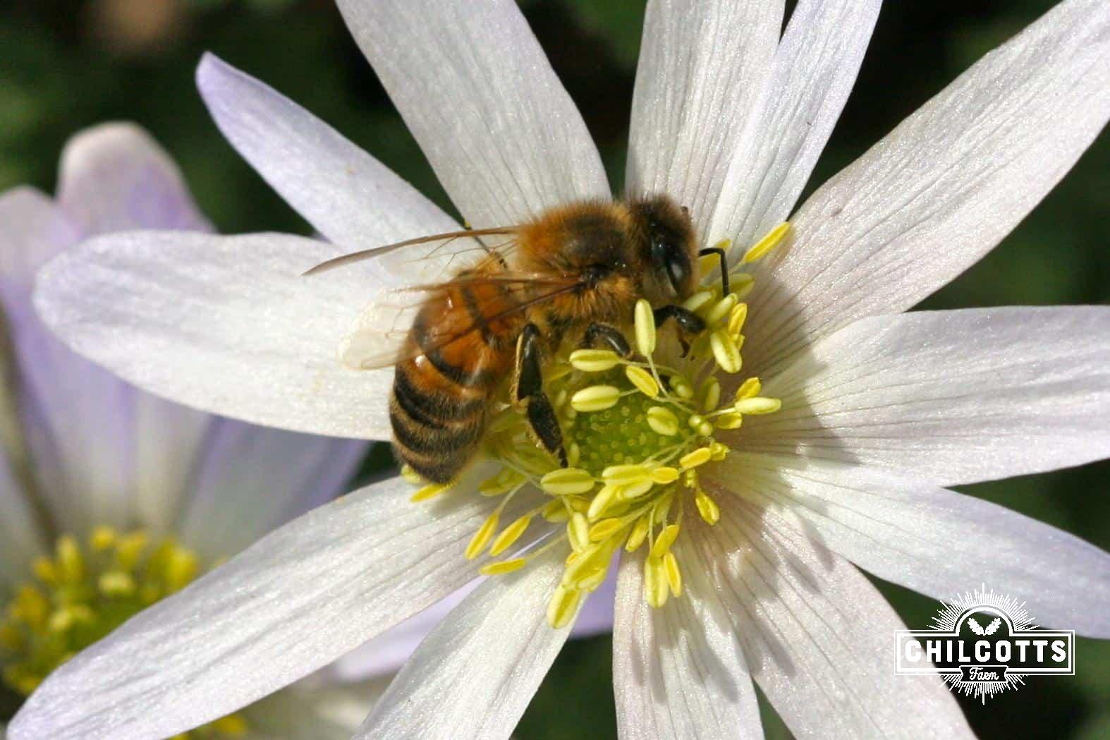 Honey bee on anemone in spring