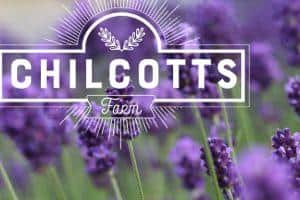 English Lavender at Chilcotts Farm Devon