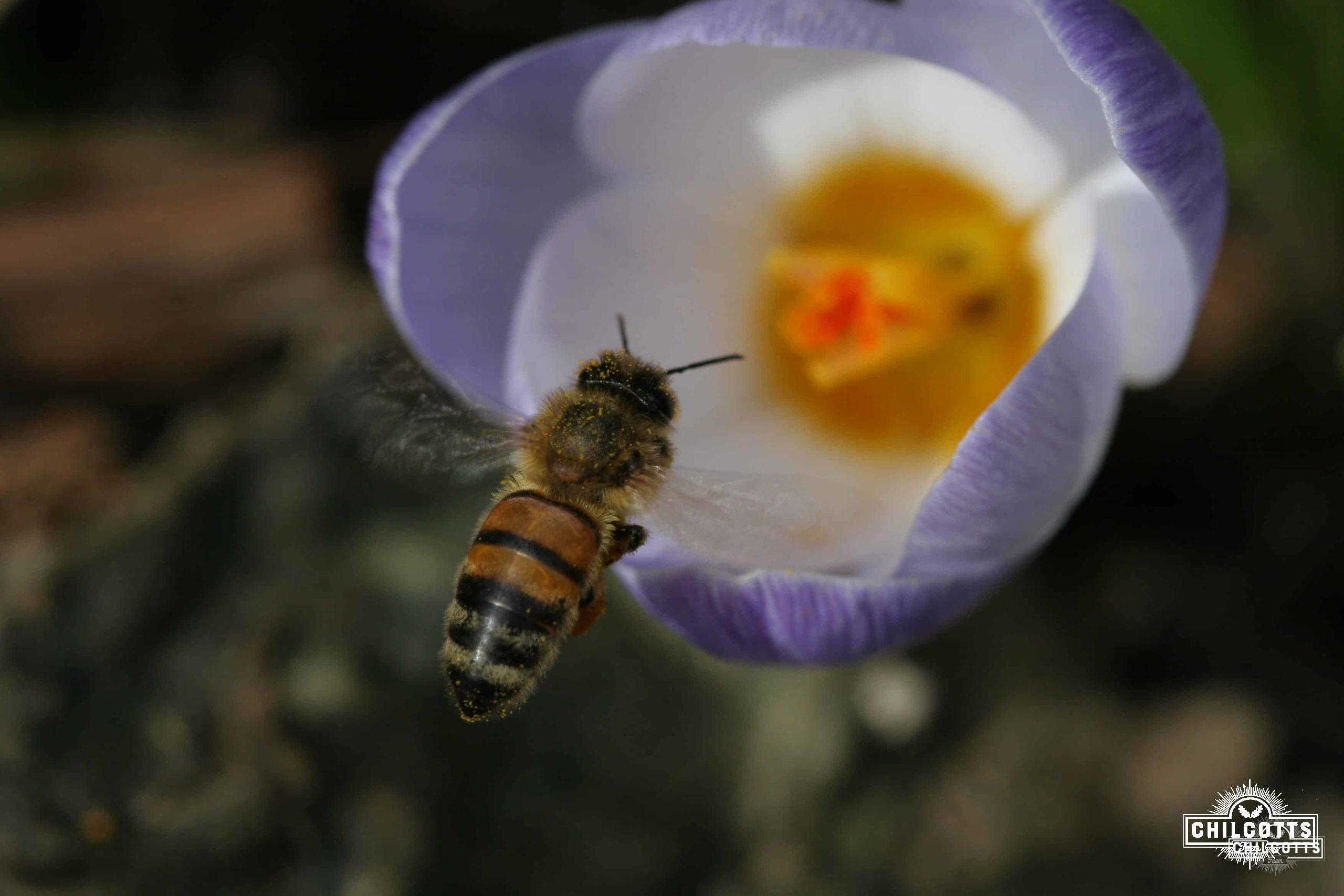 Honey bee over crocus
