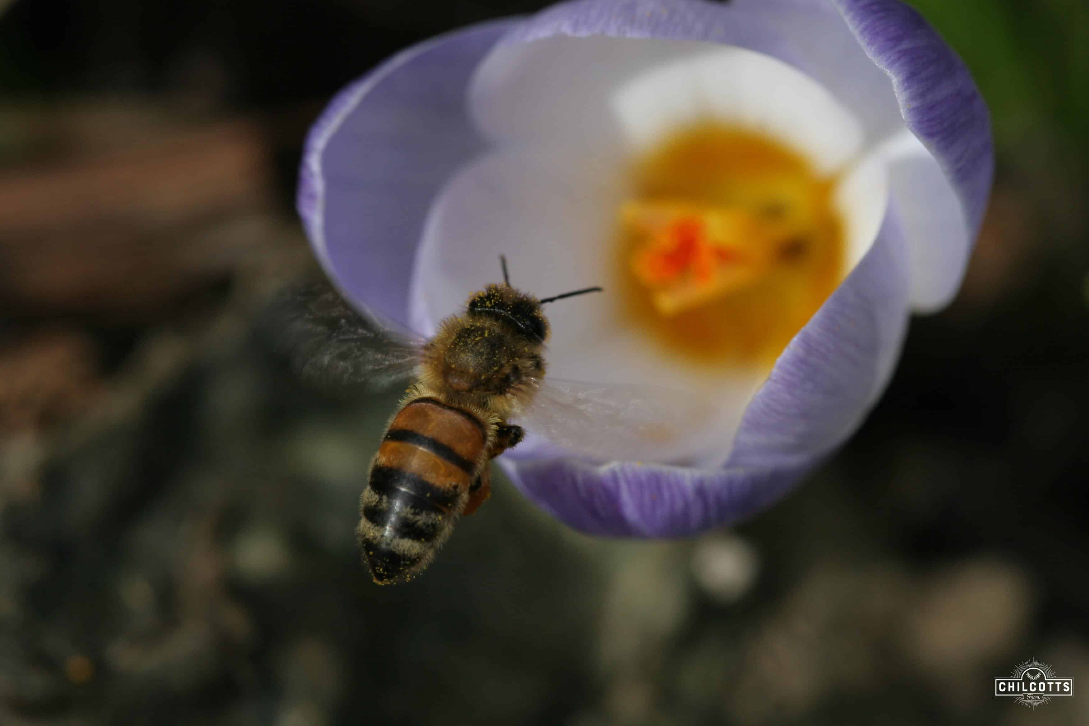 Honey bee over crocus
