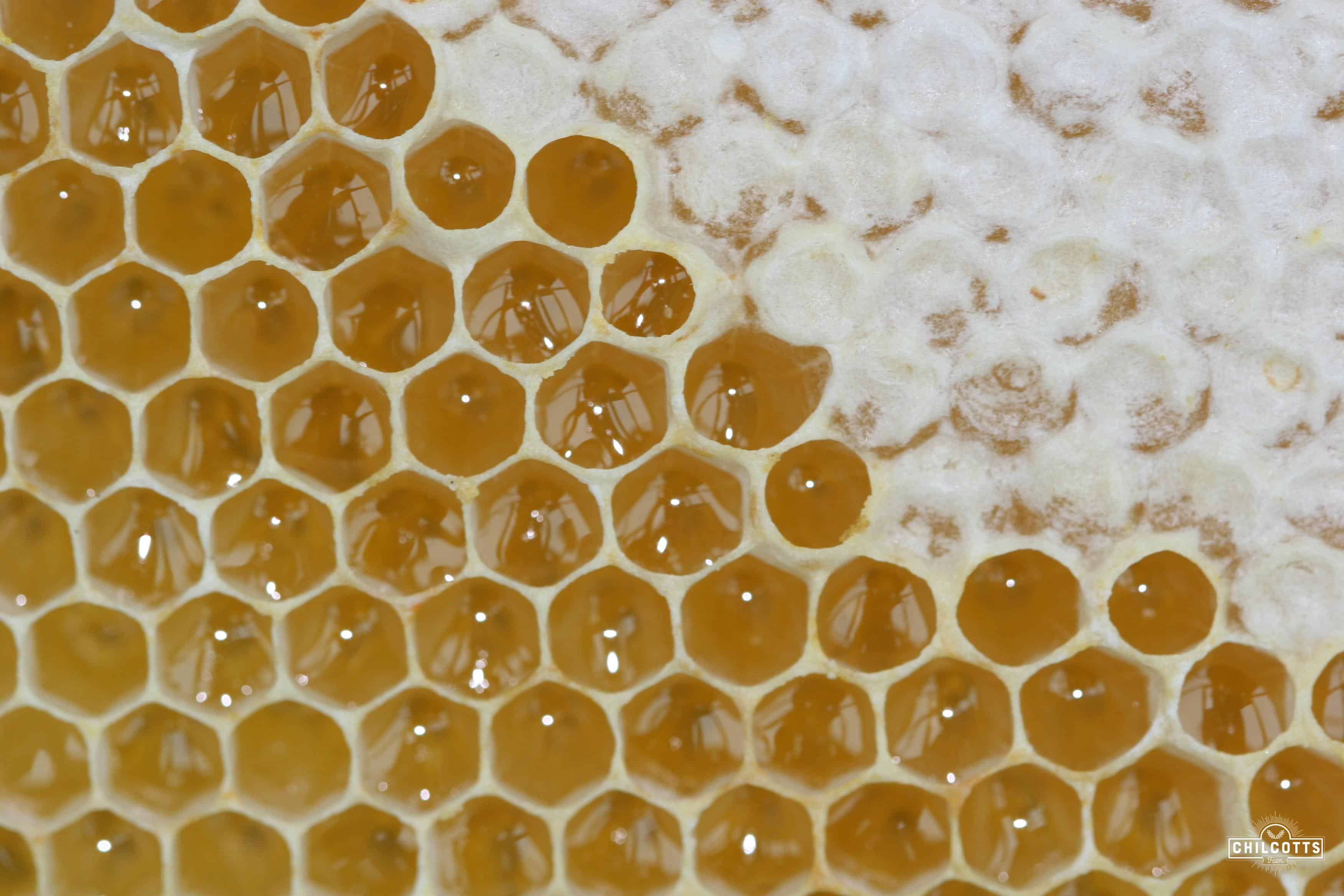 Chilcotts Farm Honeycomb - made by bees in Barnstaple Devon