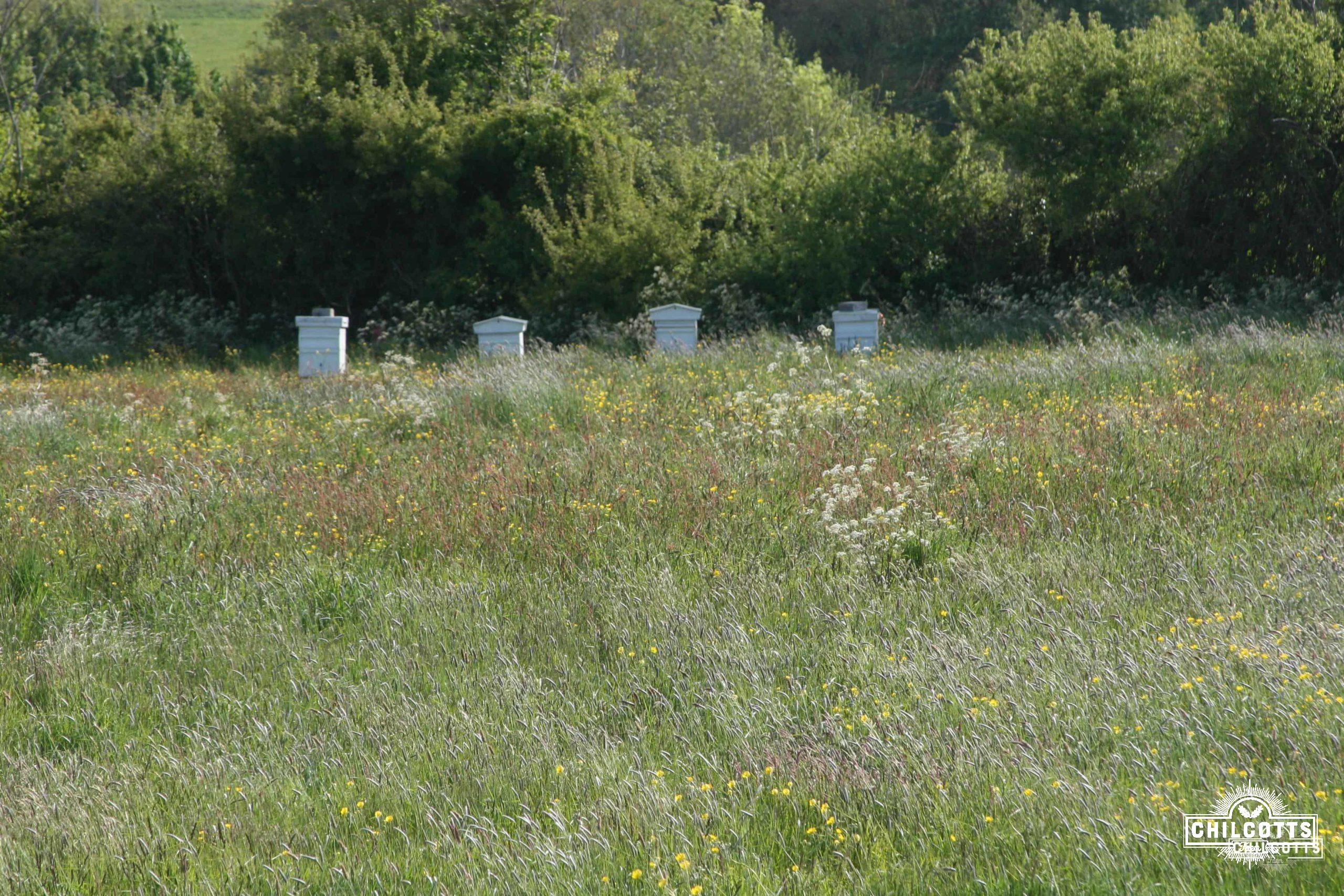 Beehives in field