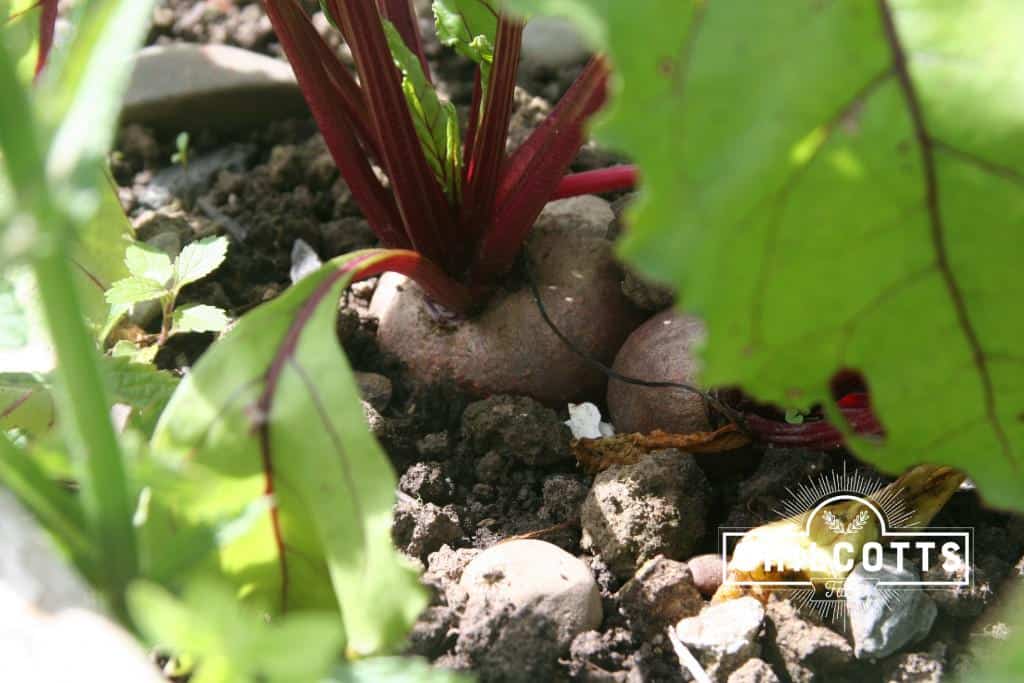 beetroot locally grown at chilcotts farm
