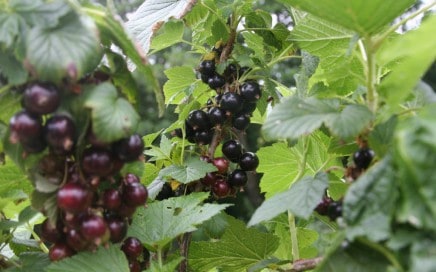 blackcurrants growing at chilcotts farm