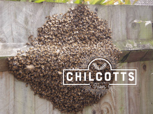 Swarm of honey bees clustered on a garden fence. Allen local swarm collector at Chilcotts Farm collecting swarms from Bickington & Fremington near Barnstaple