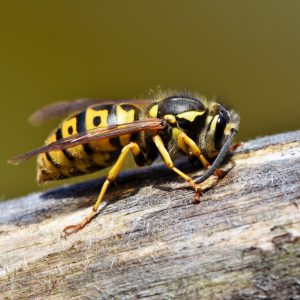The wasp is a brighter yellow and appears hairless.  Hover flies look similar to wasps, but are thinner and can sometimes be seen hovering near flowers.  Hornets, are again similar to wasps, but bigger.