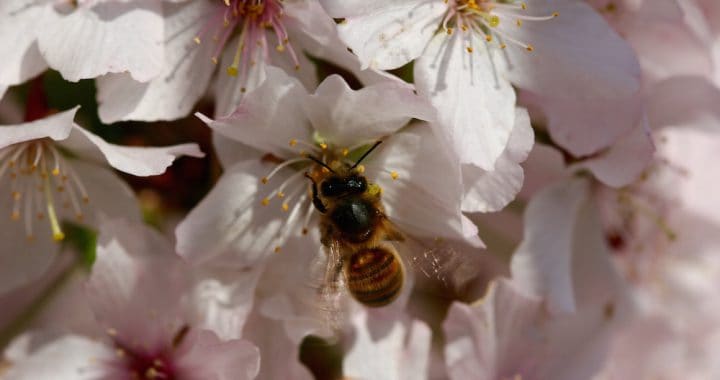 Honey Bee Collecting Cherry Blossom pollen in April North Devon UK - Chilcotts Farm
