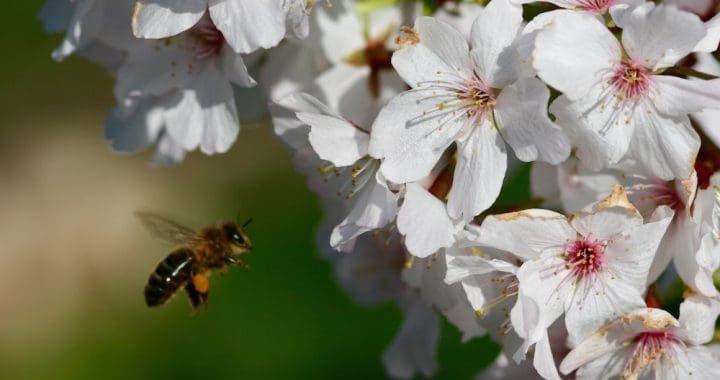 Honey Bee flying toward cherry blossom in April, North Devon - Chilcotts Farm