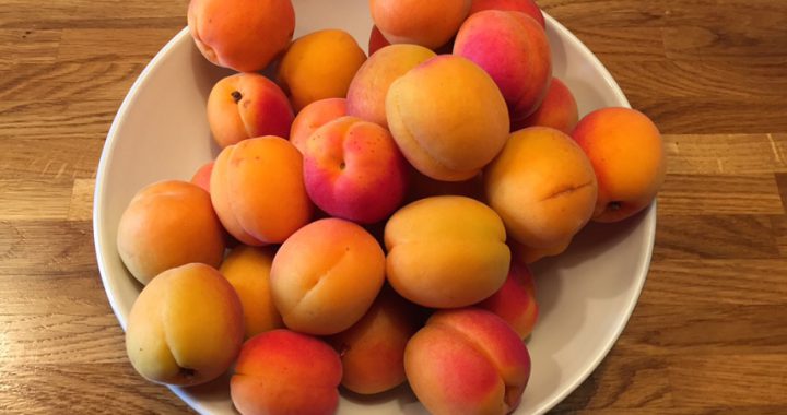 Fresh Apricots in a bowl to be prepared for Apricot Jam at Chilcotts Farm