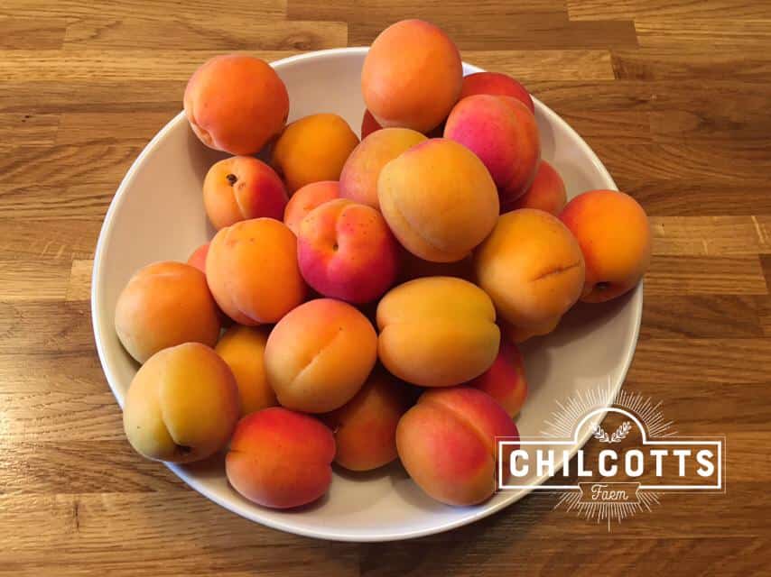 Fresh Apricots in a bowl to be prepared for Apricot Jam at Chilcotts Farm