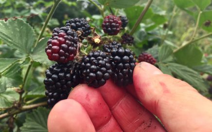 Picking delicious blackberries at Chilcotts Farm Bickington