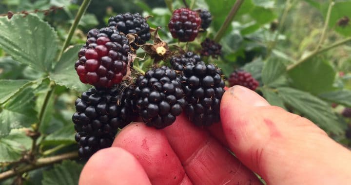 Picking delicious blackberries at Chilcotts Farm Bickington