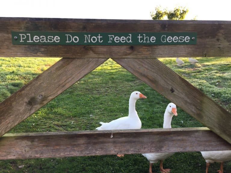 Goose Eggs for Sale! Chilcotts Farm