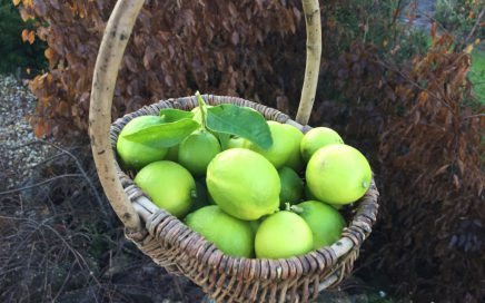 Freshly picked limes from our lime trees grown in North Devon, UK
