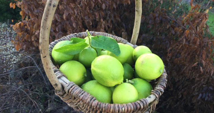 Freshly picked limes from our lime trees grown in North Devon, UK