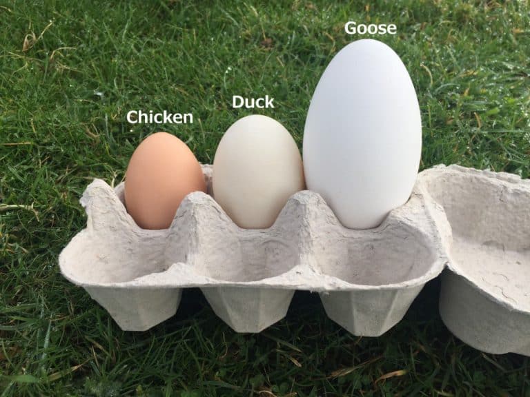 Fresh Local Goose Eggs Laid By Our Geese At Chilcotts Farm