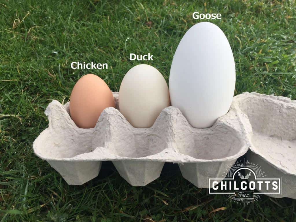 ducks eggs for sale