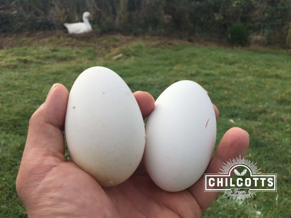 Two goose eggs laid at the beginning of March