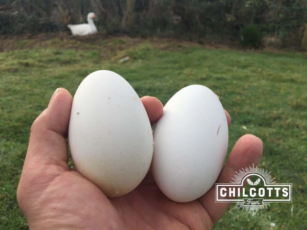 Fresh Local Goose Eggs Laid By Our Geese At Chilcotts Farm