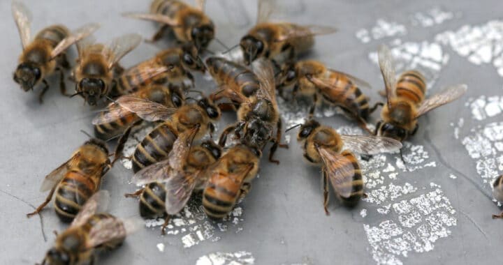 Newly mated honey bee queen just returned from mating flight