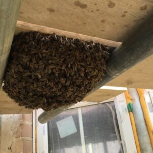 Honey Bee Swarm in Barnstaple on a Building Site Underneath Scaffolding Boards