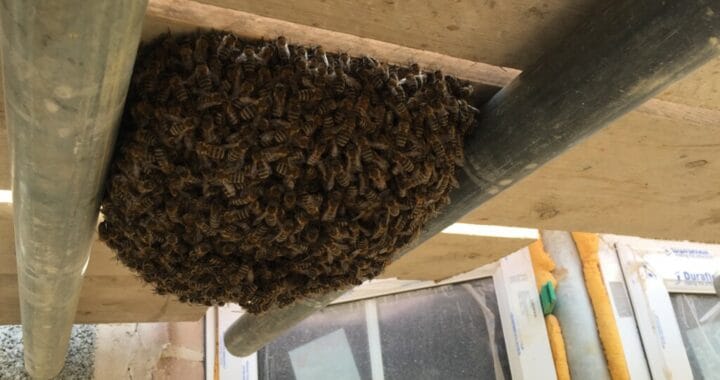 Honey Bee Swarm in Barnstaple on a Building Site Underneath Scaffolding Boards