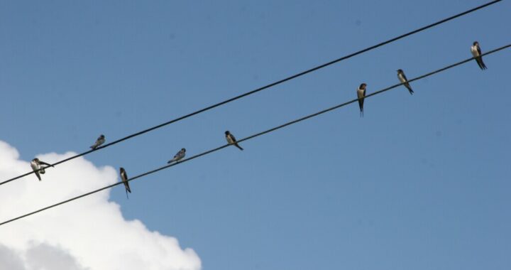 Swallows arrived in North Devon on 21st April this year