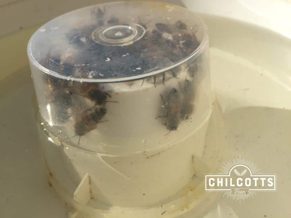 Honey Bees feeding on sugar syrup from a top feeder
