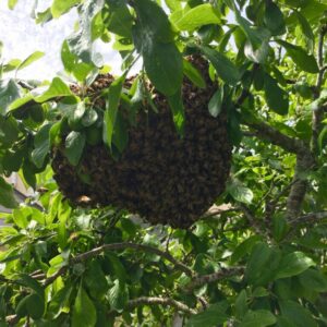 Swarm of honey bees in a plum tree