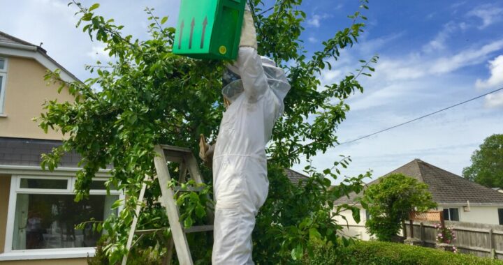 Collecting a honey bee swarm from a plum tree in Bideford, North Devon