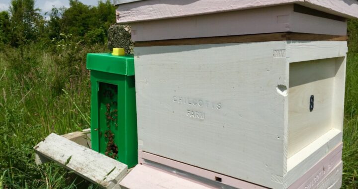Collected Honey Bee Swarm located in Isolation Apiary