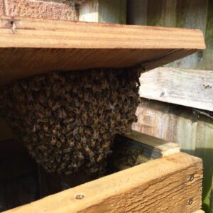 Swarm of Honey Bees in a compost bin