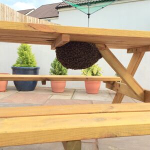 Swarm of Honey Bees Underneath a Picnic Table
