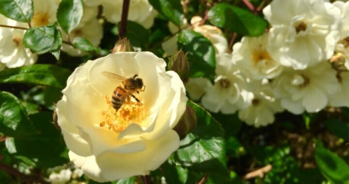 Honey Bee on at Rose RHS Rosemoor