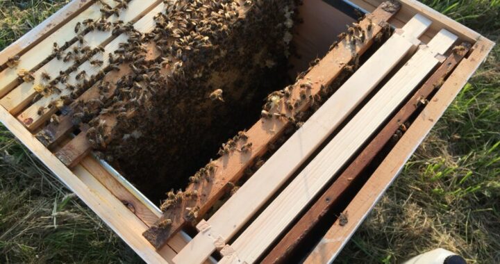 Recently housed swarm of honey bees