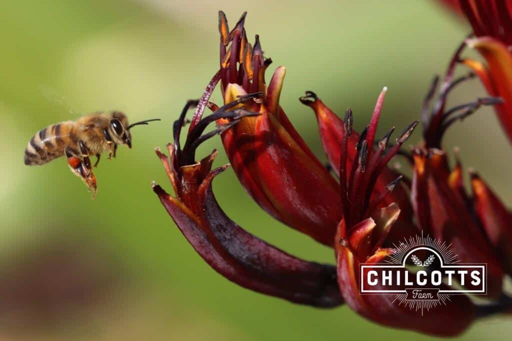 Honey Bee Flying toward New Zealand Flax Flower