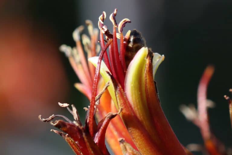 Bees are all over our New Zealand Flax Flowers Chilcotts Farm