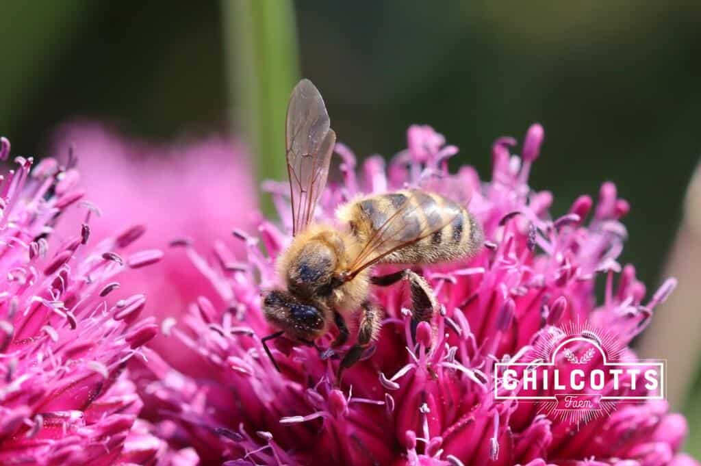 Honey Bee on an allium flower