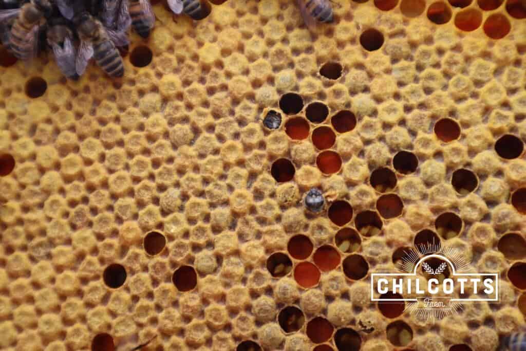 Honey bees emerging from a capped brood cell