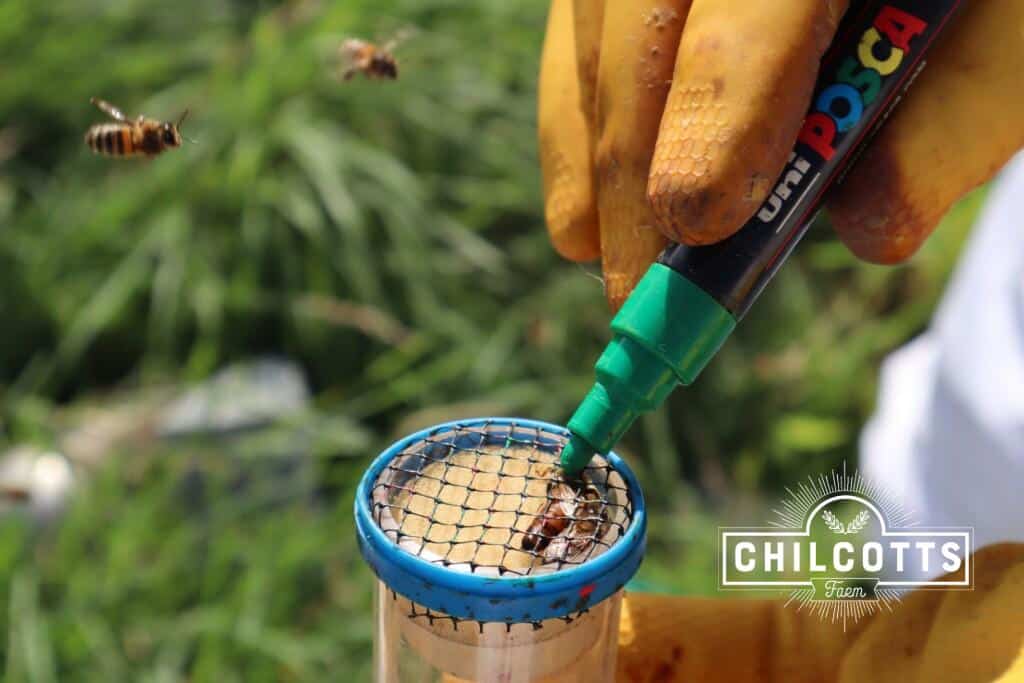 Marking a Queen Honeybee 2019 is green