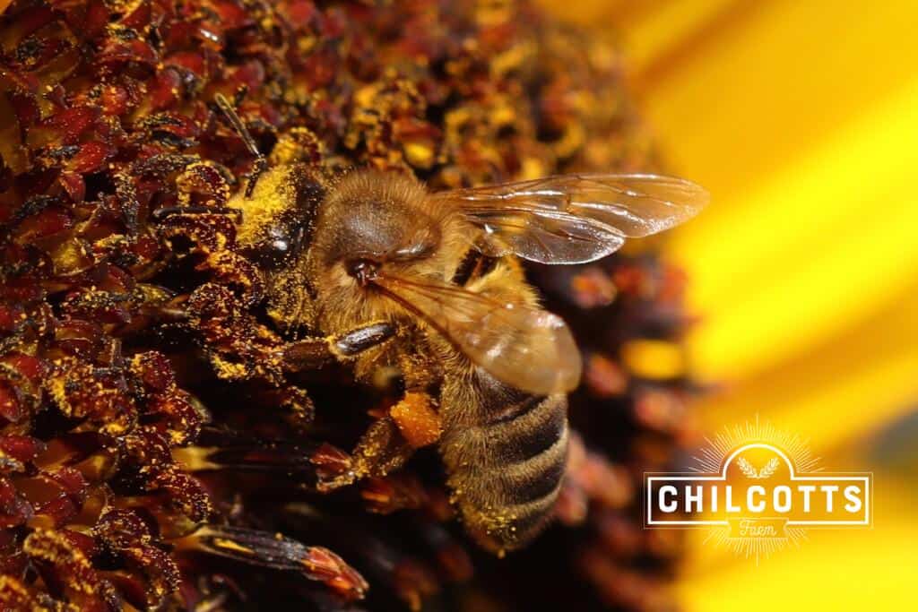 Honey Bee on sunflower covered in yellow sunflower pollen with an orange pollen basket