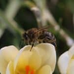 Honey Bee on Crocus in spring
