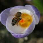 Honey Bee on crocus gathering pollen in early spring
