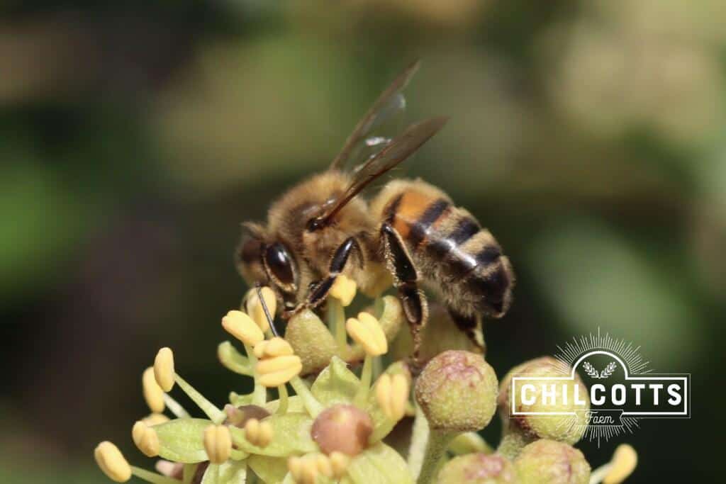Honey bee on late autumn flowering ivy in North Devon