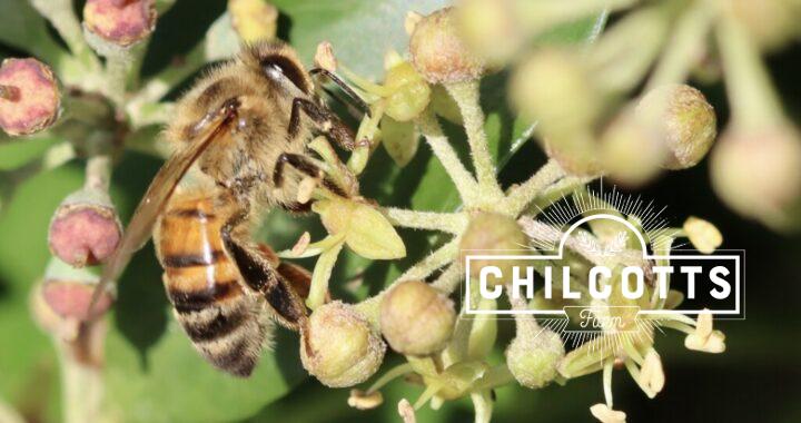 Honey bee on an ivy flower in autumn