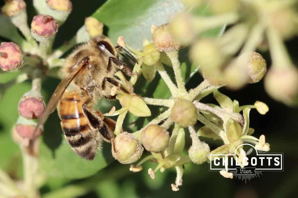 Honey bee on an ivy flower in autumn