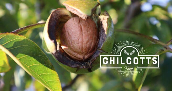 A walnut tree shedding its seed, the walnut