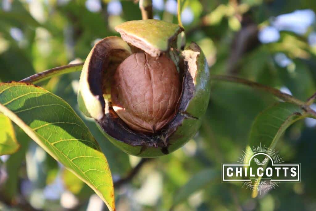 Walnuts are falling! | Chilcotts Farm