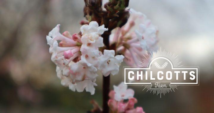 Viburnum Flowering January in North Devon